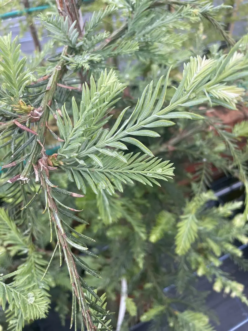 Sequoia sempervirens Coast Redwood 'Winter Blue'