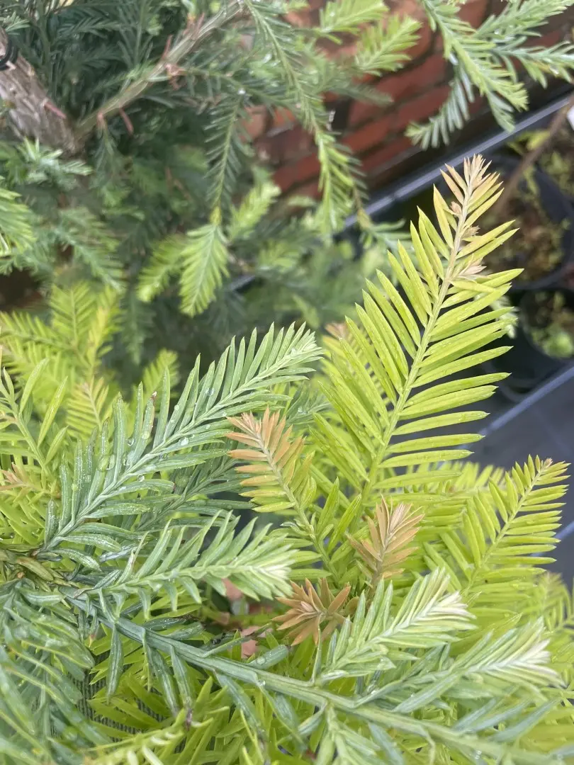 Sequoia sempervirens Coast Redwood 'Winter Blue' foliage compared to the species tree