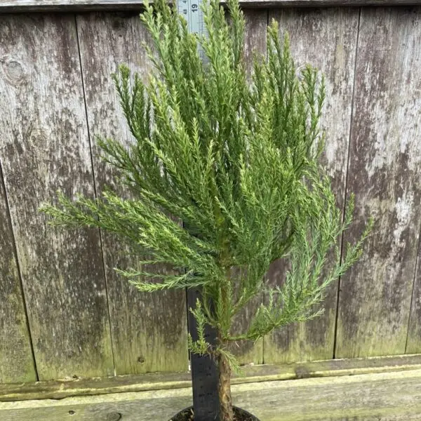 Giant Redwood 40/60cm (2L) - Image 2