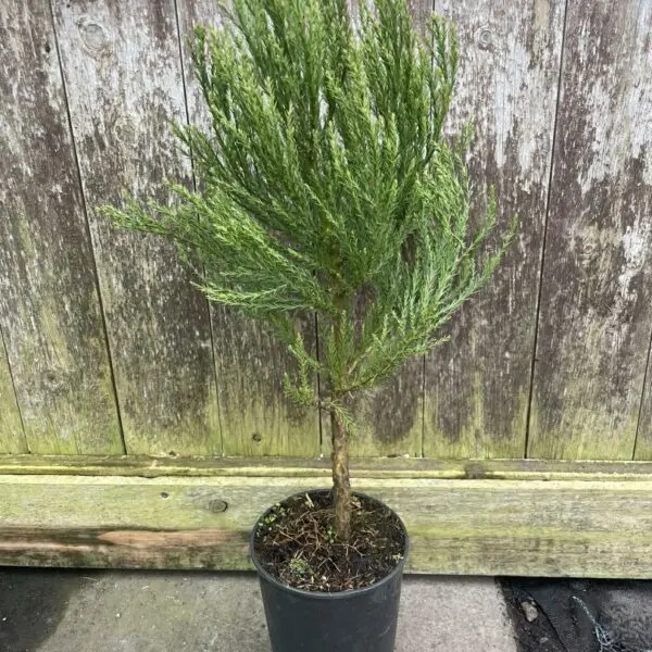 Giant Redwood 40/60cm (2L)
