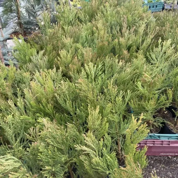 Giant Redwood 40/60cm (2L) - Image 5