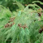 1024px-Japanese_cedar_cones_-_Cryptomeria_japonica