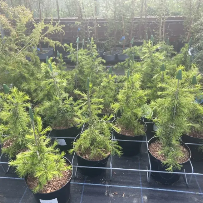Cedar of Lebanon Tree 40/60cm (3L) - Image 3