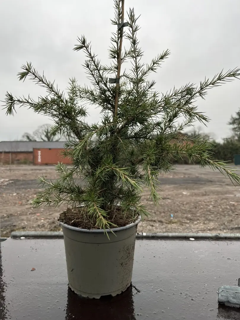 Cedrus libani - Cedar of Lebanon