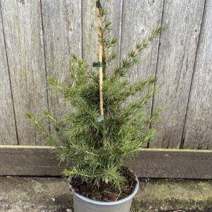 Cedrus libani - Cedar of Lebanon