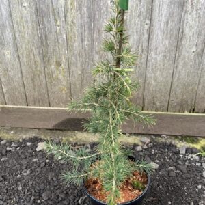 Cedrus libani - Cedar of Lebanon Tree 2040cm (3L)