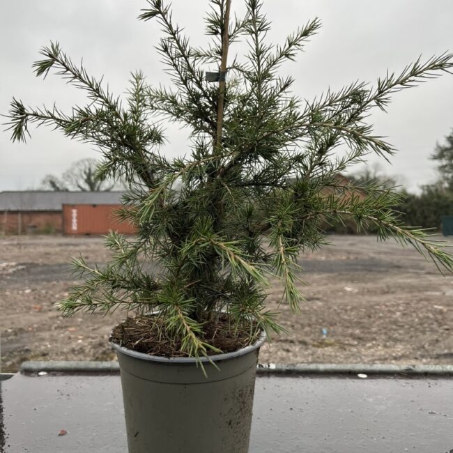 Cedrus libani - Cedar of Lebanon Tree 40/60cm (3L)