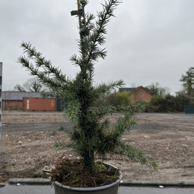 Cedrus libani - Cedar of Lebanon Tree 40/60cm (3L)