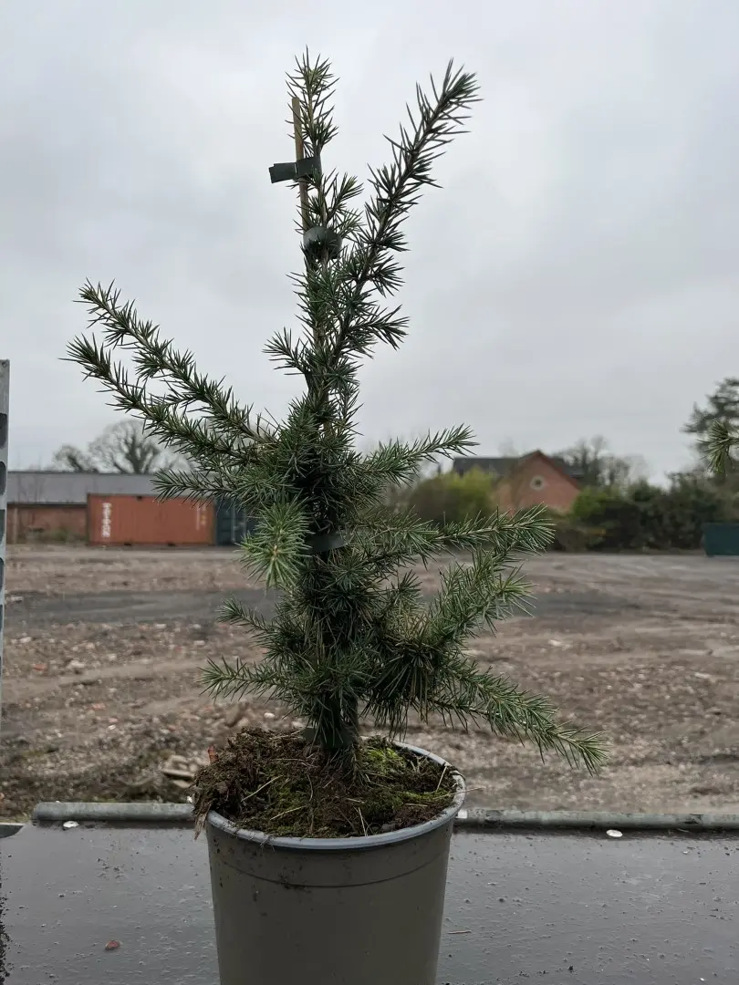 Cedrus libani - Cedar of Lebanon Tree 40/60cm (3L)