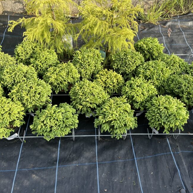 Cryptomeria japonica - Japanese Red Cedar 'Hide'