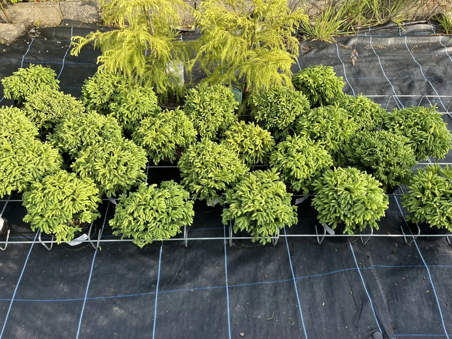 Cryptomeria japonica - Japanese Red Cedar 'Hide'