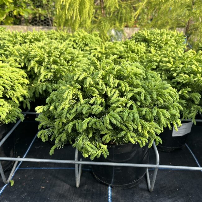 Cryptomeria japonica - Japanese Red Cedar 'Hide'