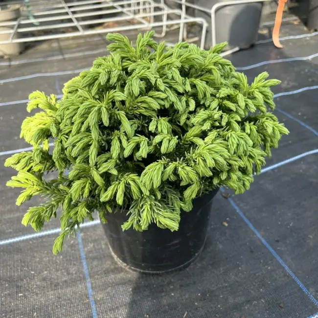 Japanese Red Cedar 'Hide' 10/20cm (3L) | Yarrow Gardens