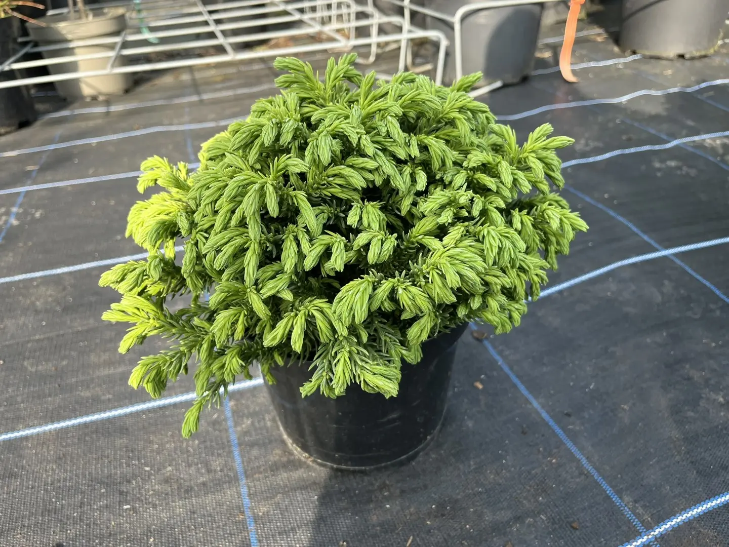 Cryptomeria japonica - Japanese Red Cedar 'Hide'