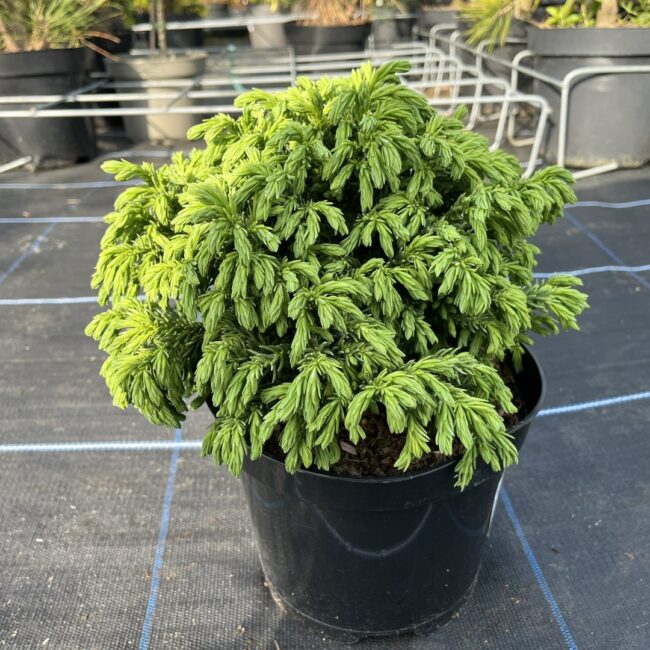 Cryptomeria japonica - Japanese Red Cedar 'Hide'