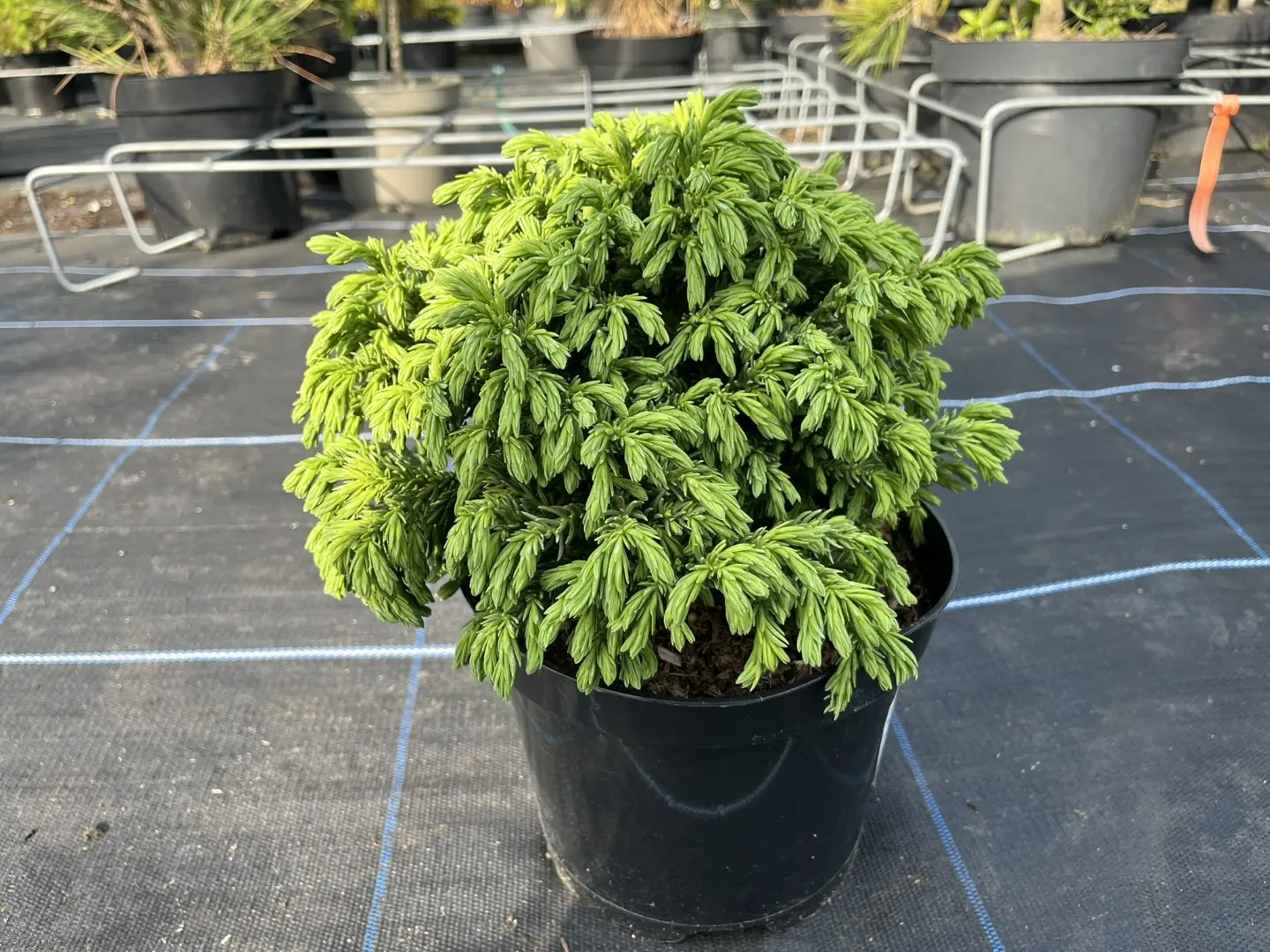 Cryptomeria japonica - Japanese Red Cedar 'Hide'