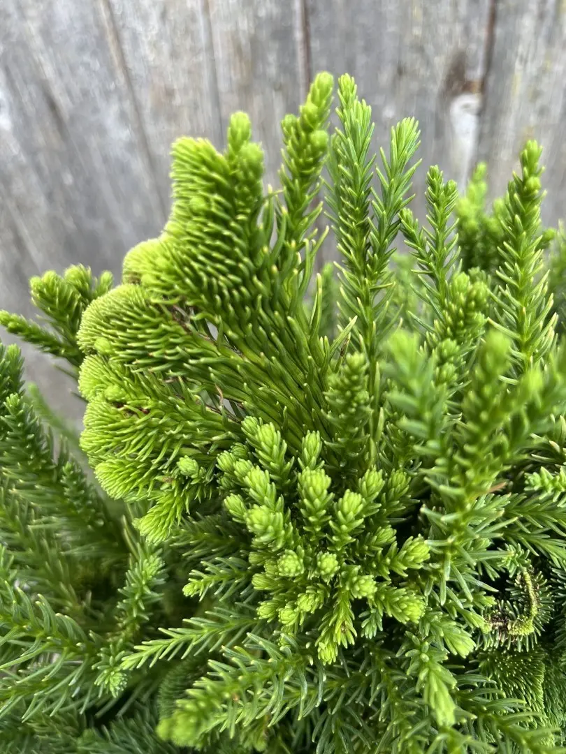Cryptomeria japonica - Japanese Red Cedar 'Serama'