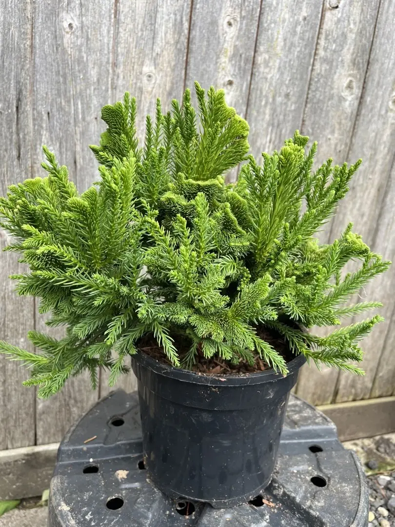 Cryptomeria japonica - Japanese Red Cedar 'Serama'
