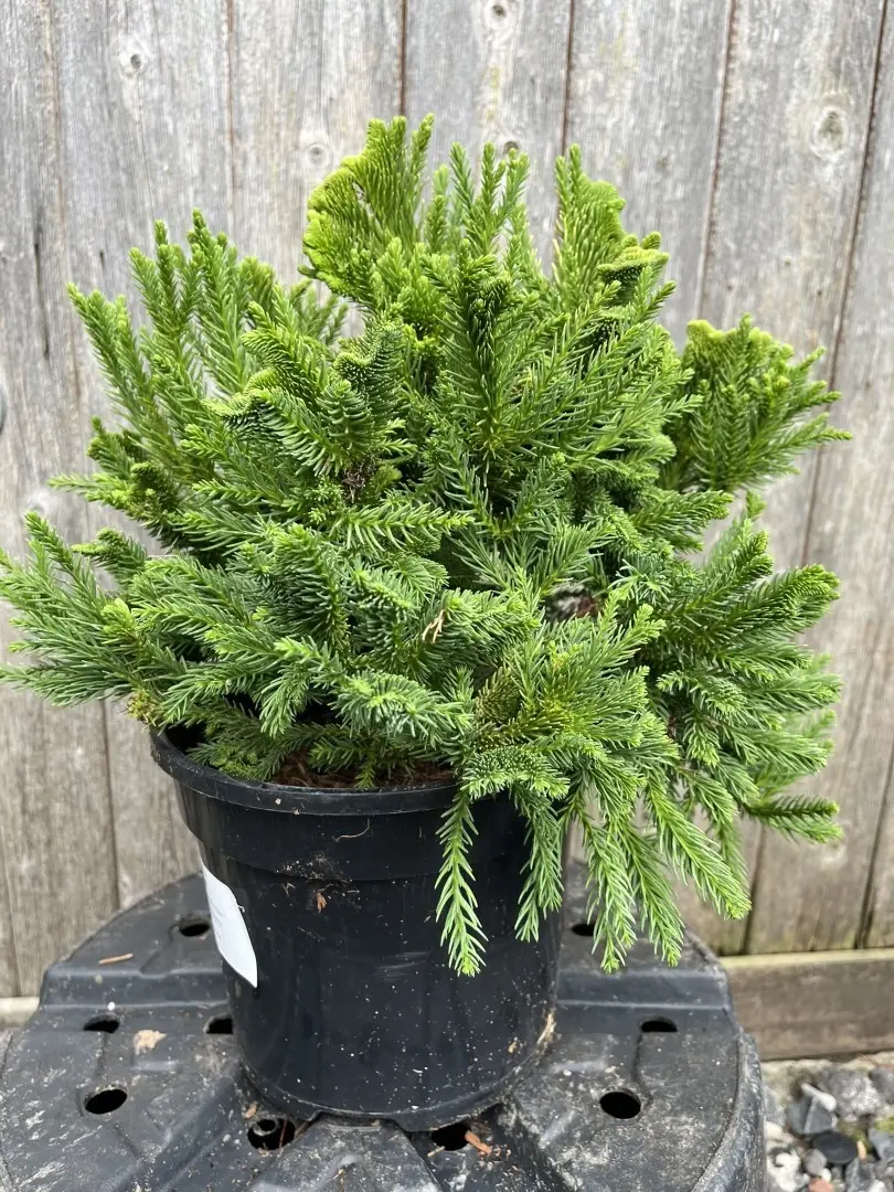 Cryptomeria japonica - Japanese Red Cedar 'Serama'