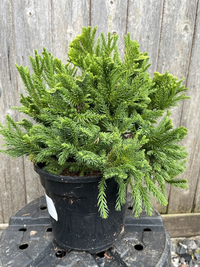 Japanese Red Cedar 'Serama' 10/20cm (3L) | Yarrow Gardens