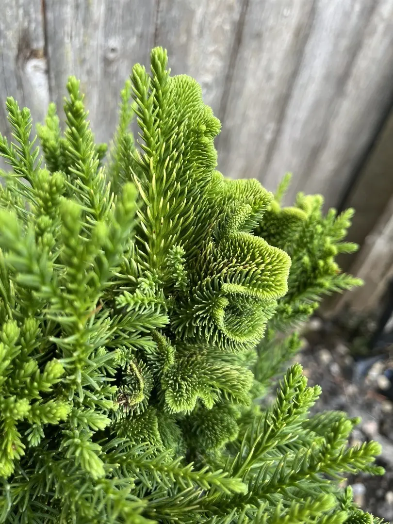 Cryptomeria japonica - Japanese Red Cedar 'Serama'