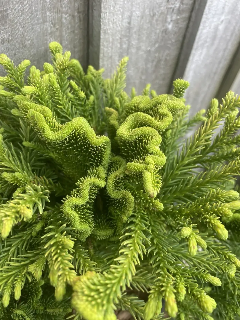 Japanese Red Cedar 'Serama' 10/20cm (3L) - Image 6