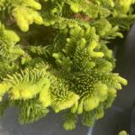 Cryptomeria japonica ‘Serama’