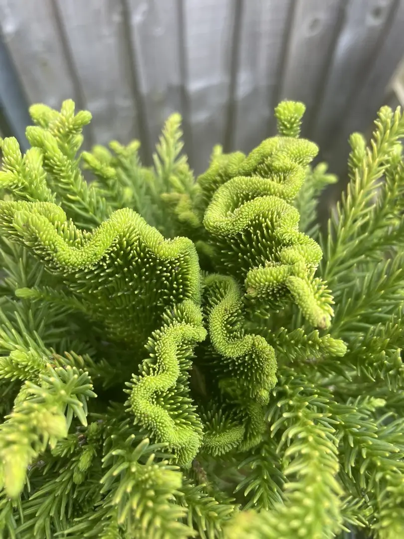 Japanese Red Cedar 'Serama' 10/20cm (3L) - Image 5