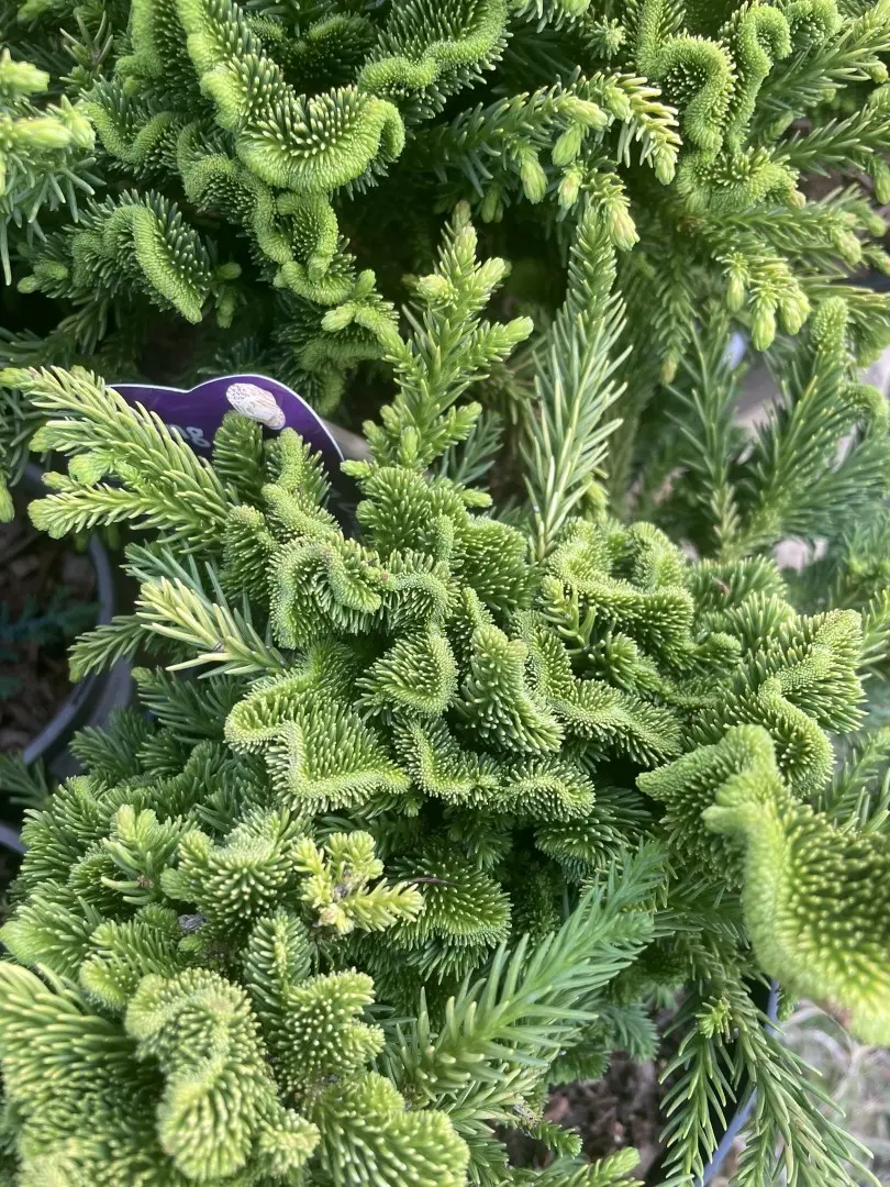 Japanese Red Cedar 'Serama' 10/20cm (3L) - Image 7