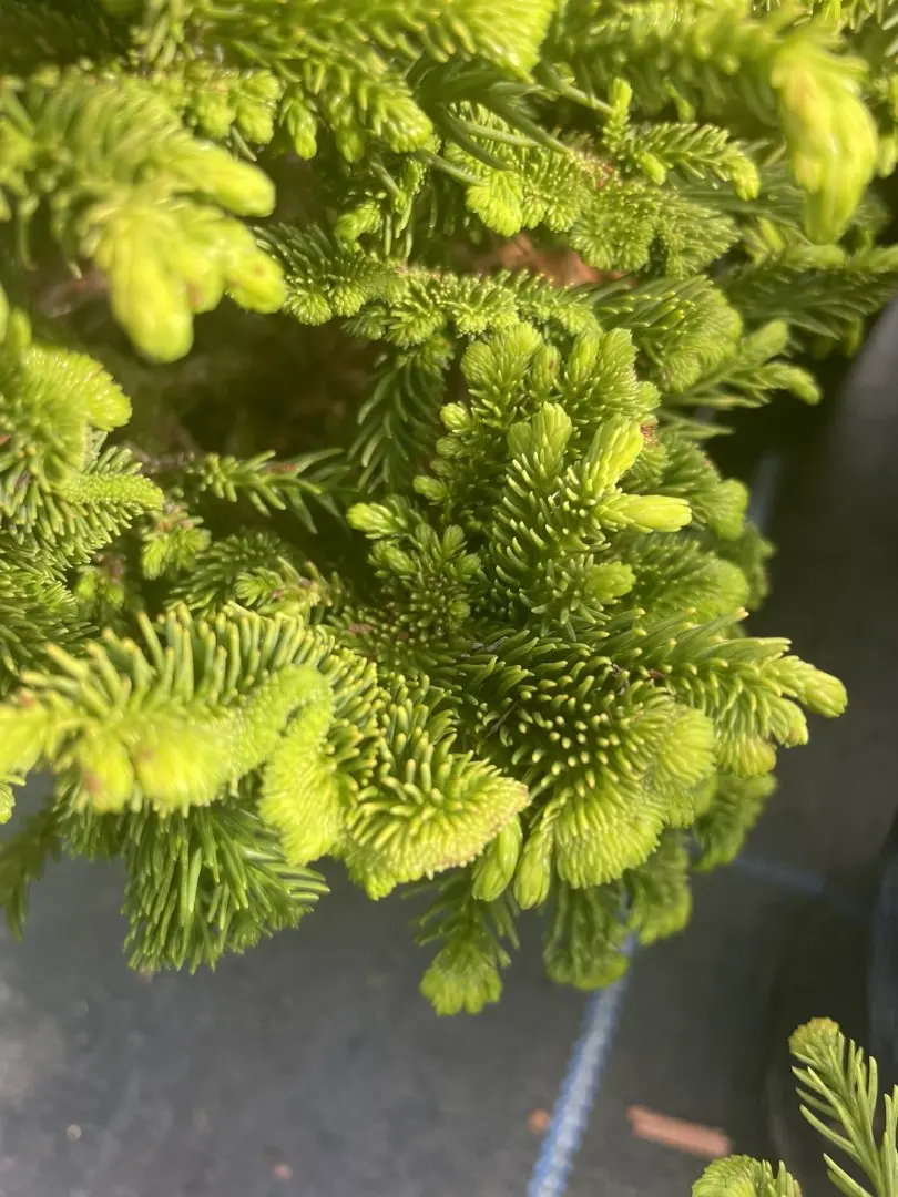Japanese Red Cedar 'Serama' 10/20cm (3L) - Image 4