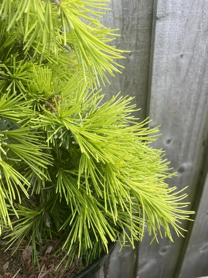 Deodar Cedar 'Aurea' 80/100cm (5L) - Image 3