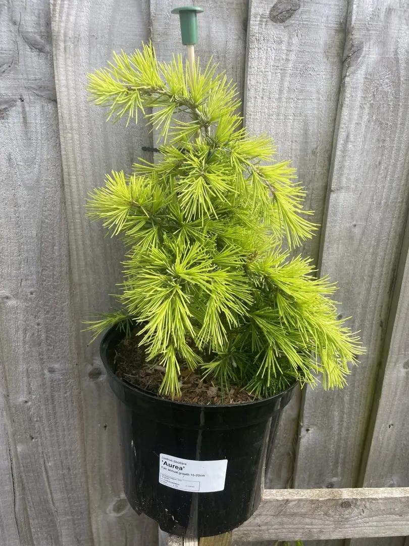 Deodar Cedar 'Aurea' 80/100cm (5L) - Image 5
