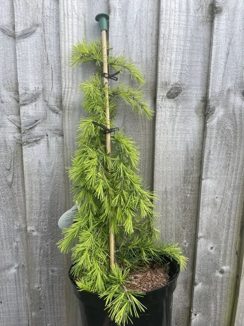 Deodar Cedar 'Aurea' 60/80cm (2L) - Image 3