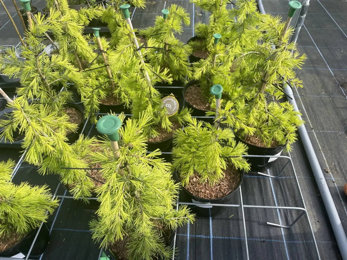 Deodar Cedar 'Aurea' 80/100cm (5L) - Image 4