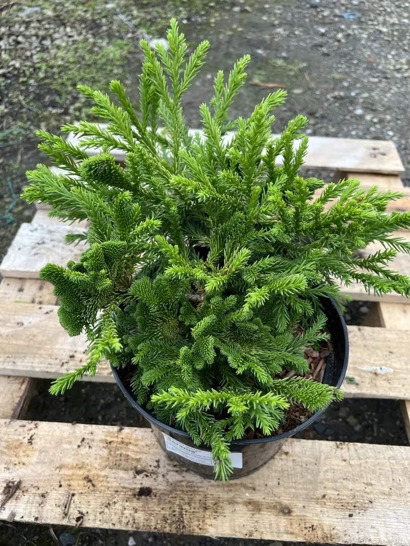 Japanese Red Cedar 'Serama' 10/20cm (3L) - Image 3