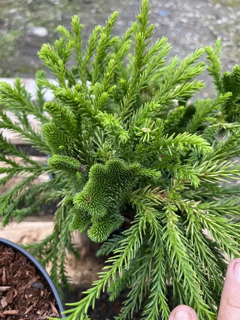 Japanese Red Cedar 'Serama' 10/20cm (3L) - Image 9