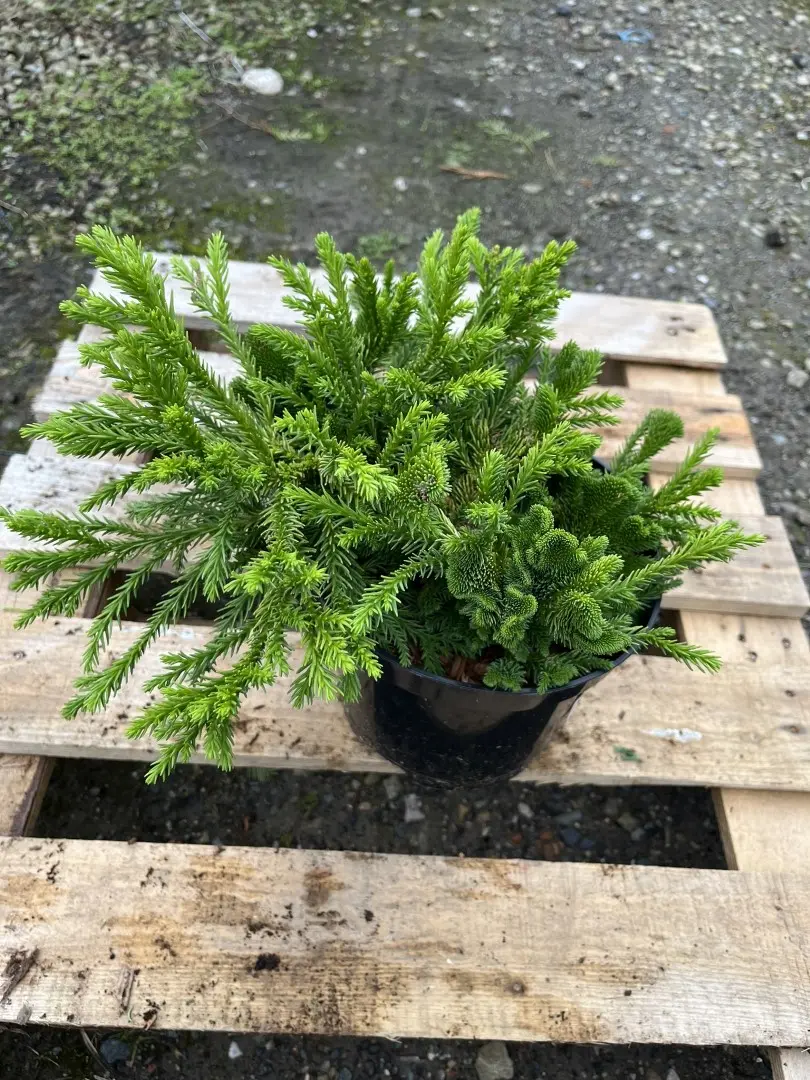 Japanese Red Cedar 'Serama' 10/20cm (3L) - Image 8