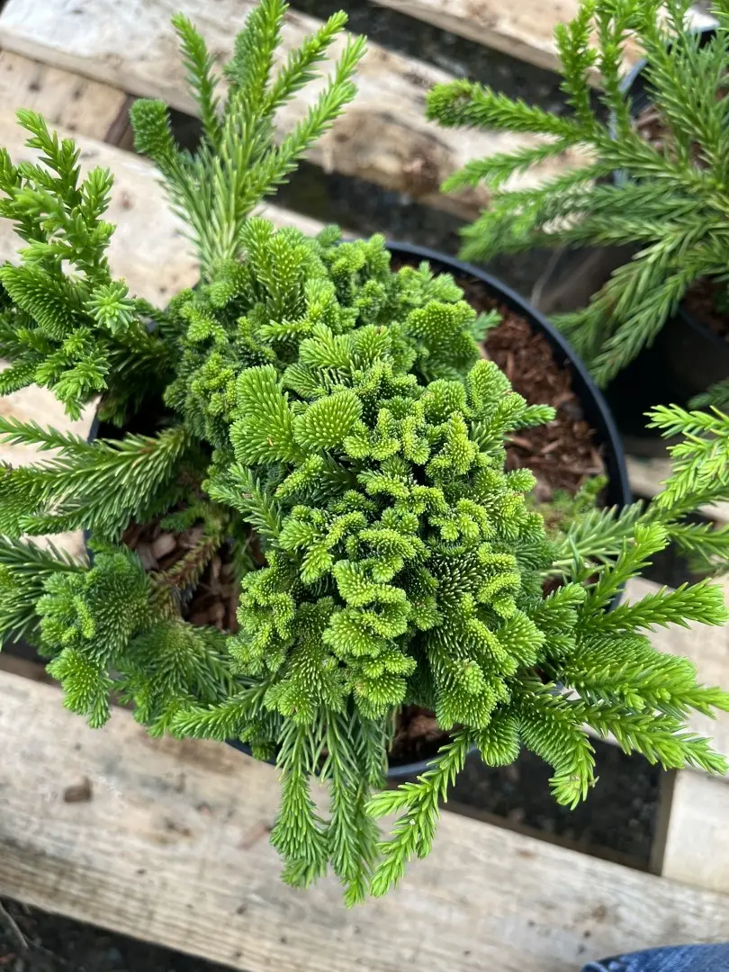 Japanese Red Cedar 'Serama' 10/20cm (3L) - Image 10