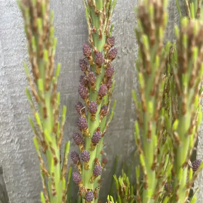 Japanese Red Pine 'Haybud' (2L) - Image 2