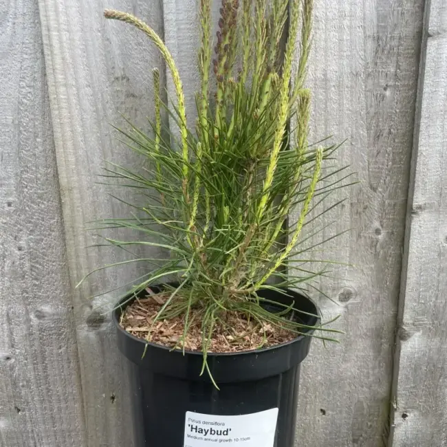 Japanese Red Pine 'Haybud' (2L)