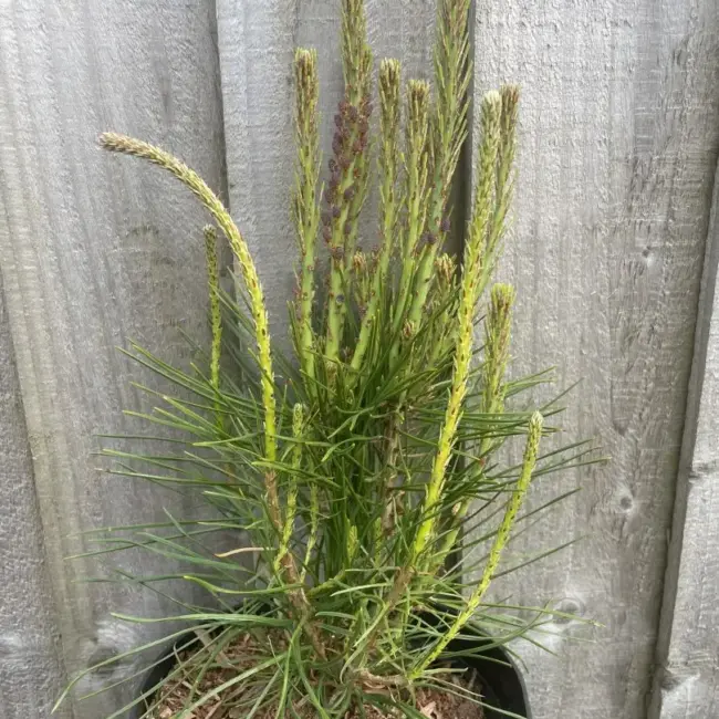 Japanese Red Pine 'Haybud' (2L) - Image 3