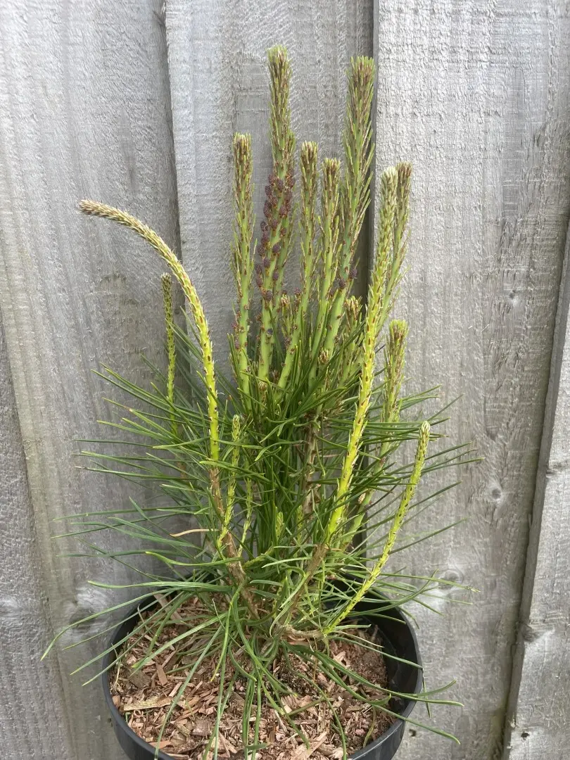 Japanese Red Pine 'Haybud' 20/40cm (2L) - Image 6