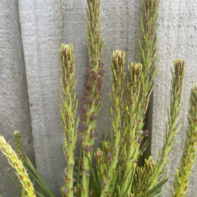 Japanese Red Pine 'Haybud' (2L) - Image 4