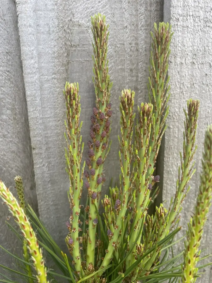 Japanese Red Pine 'Haybud' 20/40cm (2L) - Image 7