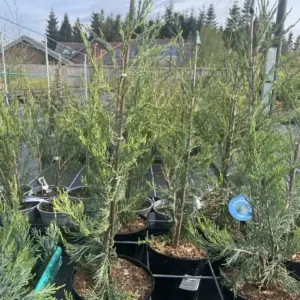 Juniper 'Skyrocket' 40/60cm (3L)