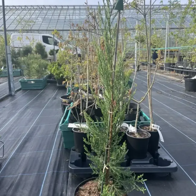 Juniper 'Skyrocket' 40/60cm (3L) - Image 2