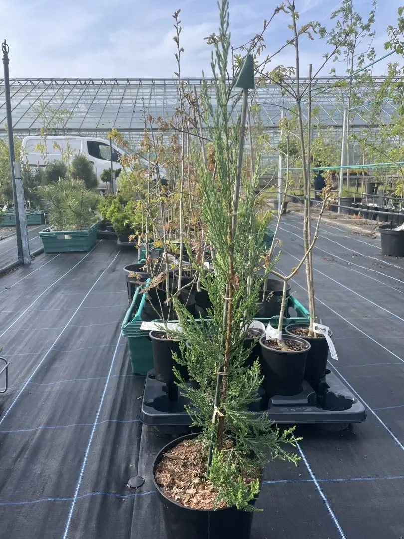 Juniper 'Skyrocket' 40/60cm (3L) - Image 2