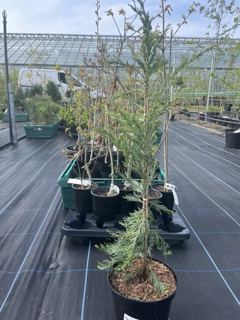 Juniper 'Blue Arrow' 40/60cm (3L) - Image 3