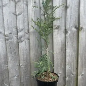 Juniper 'Skyrocket' (3L) (4)