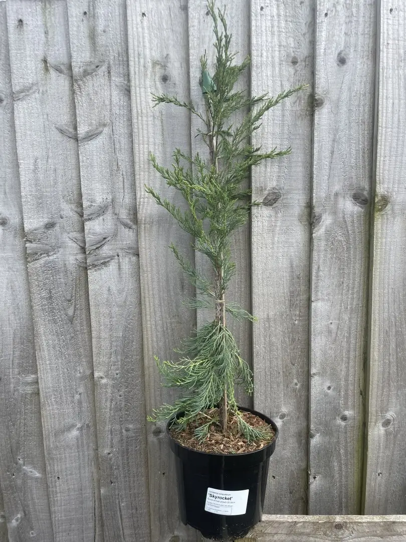 Juniper 'Blue Arrow' 40/60cm (3L)